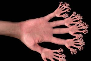 Почему у нас пять пальцев Почему у человека 5 пальцев на руке