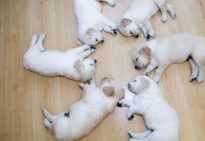 Новорожденные щенки (уход за глазами,уши,прибавление веса,развитие щенка,социальное существо,поведение,плохие привычки)